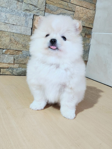 Pomerania Hembra Blanca La 4ta