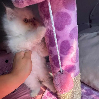 Persas Gatitos | Meses sin interés