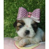 Linda Filhote De Shih Tzu Fêmea