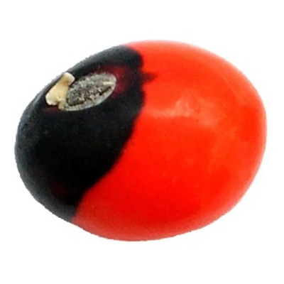 20 Semillas Regaliz O Rosary Pea - Abrus Precatorius Cod905 | Envío gratis
