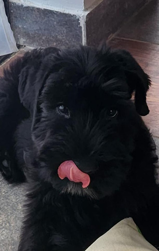 Schnauzer Gigante  /hembra Color Negro