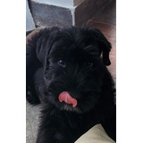 Schnauzer Gigante  /hembra Color Negro