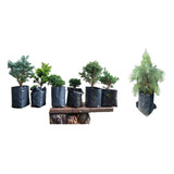 Lote De Arbolitos Para Bonsai Mas Pino Azul Pequeño