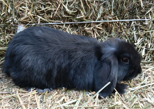 Conejos Minilop, Netherland Dwarf, Cabeza Leon, Polish Enano