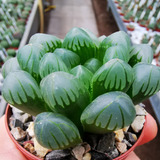 100 Semillas Suculentas Haworthia Cooperi + Sorpresa