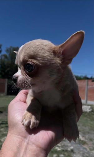 Chihuahua  Mini Macho Bellísimo