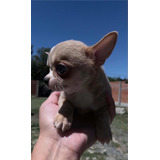 Chihuahua  Mini Macho Bellísimo