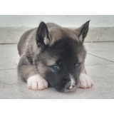 Cachorros Akita Americano