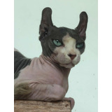 Gata Filhote Sphynx Elf Femea Linhagem Russa