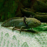 Axolote Selvagem - Aquário - Água Doce