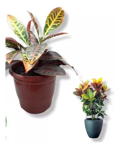 Mudas De Flores Codiaeum Variegatum Croton Petra Promoção