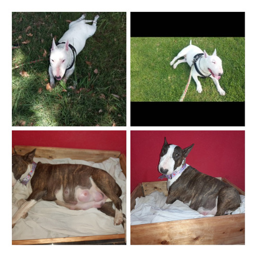 Bull Terrier Cachorros