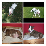 Bull Terrier Cachorros