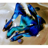 Guppy Moscow Blue De Linhagem (10 Machos)