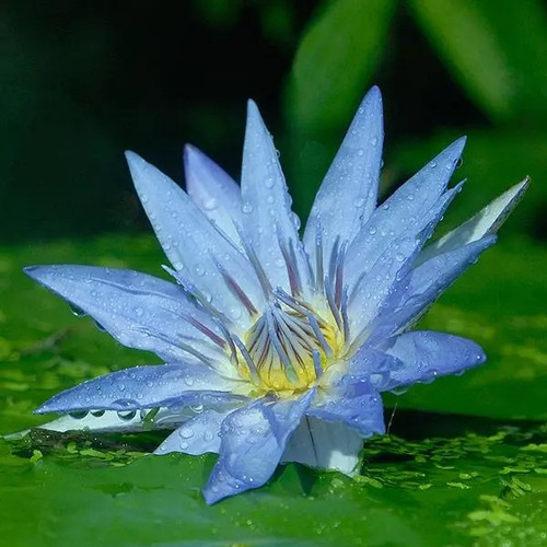 50 Semillas  Flor De Loto Nelumbo Nucifera Azul + Regalo