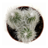 Kit Cactus Biznaga Y Cactus Viejito (cephalocereus Senilis)