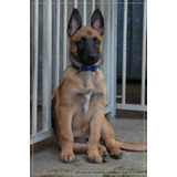 Cachorros Pastor Belga Malinois Perros En Venta Valledupar