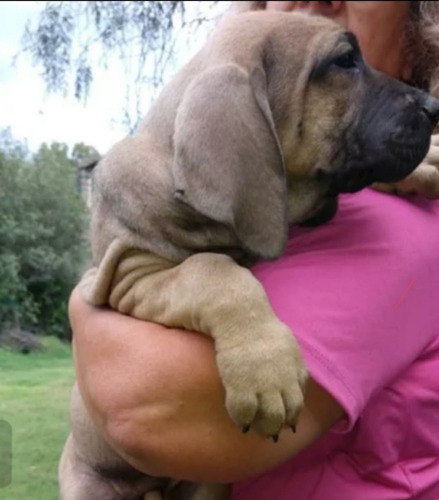 Cachorro Fila Brasilero En Córdoba. Envios