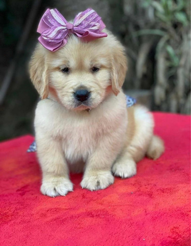 Golden Retriever !