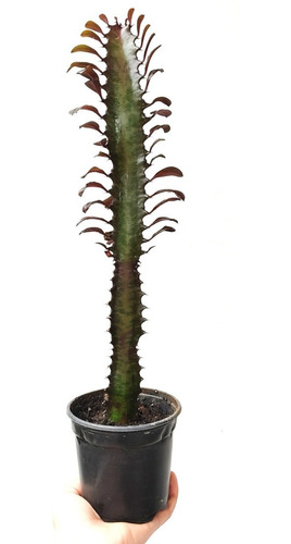 Cactus Euphorbia Morado 