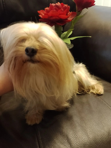 Yorkshire Cara De Muñeca Mini Pedigree Rnta O Vnta | Meses sin interés