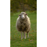 Vinilo Decorativo 40x60cm Oveja Sheep Rebaño Naturaleza M6