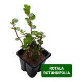 Rotala Rotundunfolia Linda Planta Natural Aquario Plantado