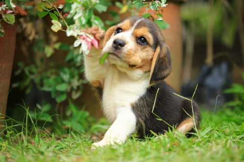 Cachorro Beagle Tricolor 06