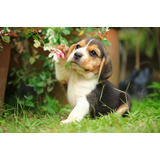 Cachorro Beagle Tricolor 06