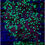 Frogspawn Yamamensis Purple Neon - 1 Boca - Aquário Marinho