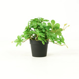 Planta Artificial Decorativa C/ Maceta 22cms