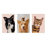 Kit 3 Quadros Decorativos Pet Shop Cachorro Gato Placas 0030