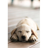 Cachorros Golden Retriever 11