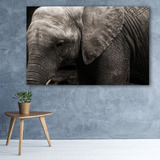 Elefante Acercamiento Cuadro Decorativo Lienzo Canvas