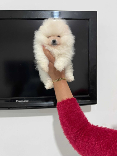 Macho De Spitz Alemão Anao