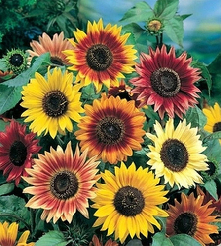 Semillas De Girasol De Colores Calidad Premium