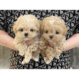 Cachorros French Poodle Tacita.