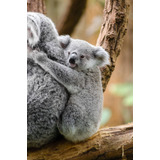 Vinilo Decorativo 20x30cm Koala Fauna Gris Gray Osos M2