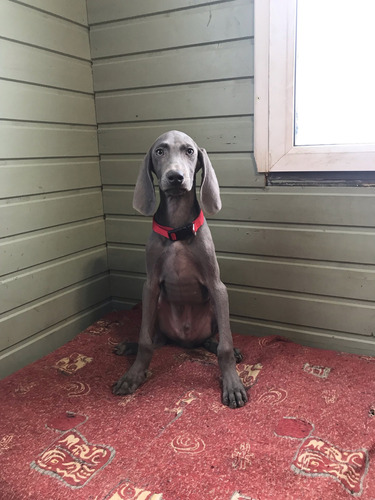 Extraordinarioelegancia Weimaraner Mascotas Saint Daniel