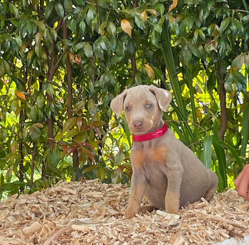 Cachorra Doberman Isabella Bogotá Animal Pets Colombia 