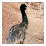 Filhotes Emu Australiano ( 5 Und )