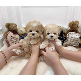 Cachorros Maltipoo Bonitos.