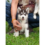 Cachorros Husky Siberiano, Papá Con Pedigree 