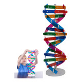 Juguete Didáctico Dna Human Gene Double Helix