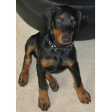 Cachorros Doberman Perrito Doverman Puppy Dobermen