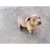 Cachorras Pitbull Blue