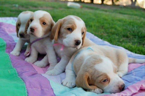 Maravillosos Beagle Bicolor Enano