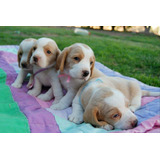 Maravillosos Beagle Bicolor Enano
