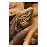 Vinilo Decorativo 30x45cm Iguana Reptil Lagartija Fauna M5