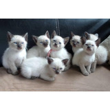 Gatos Siamês Thai Olhos Azul Filhotes Disponível 